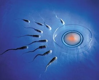 多囊卵巢做试管有优势吗